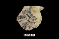 藏品(白珍珠蛤)的圖片